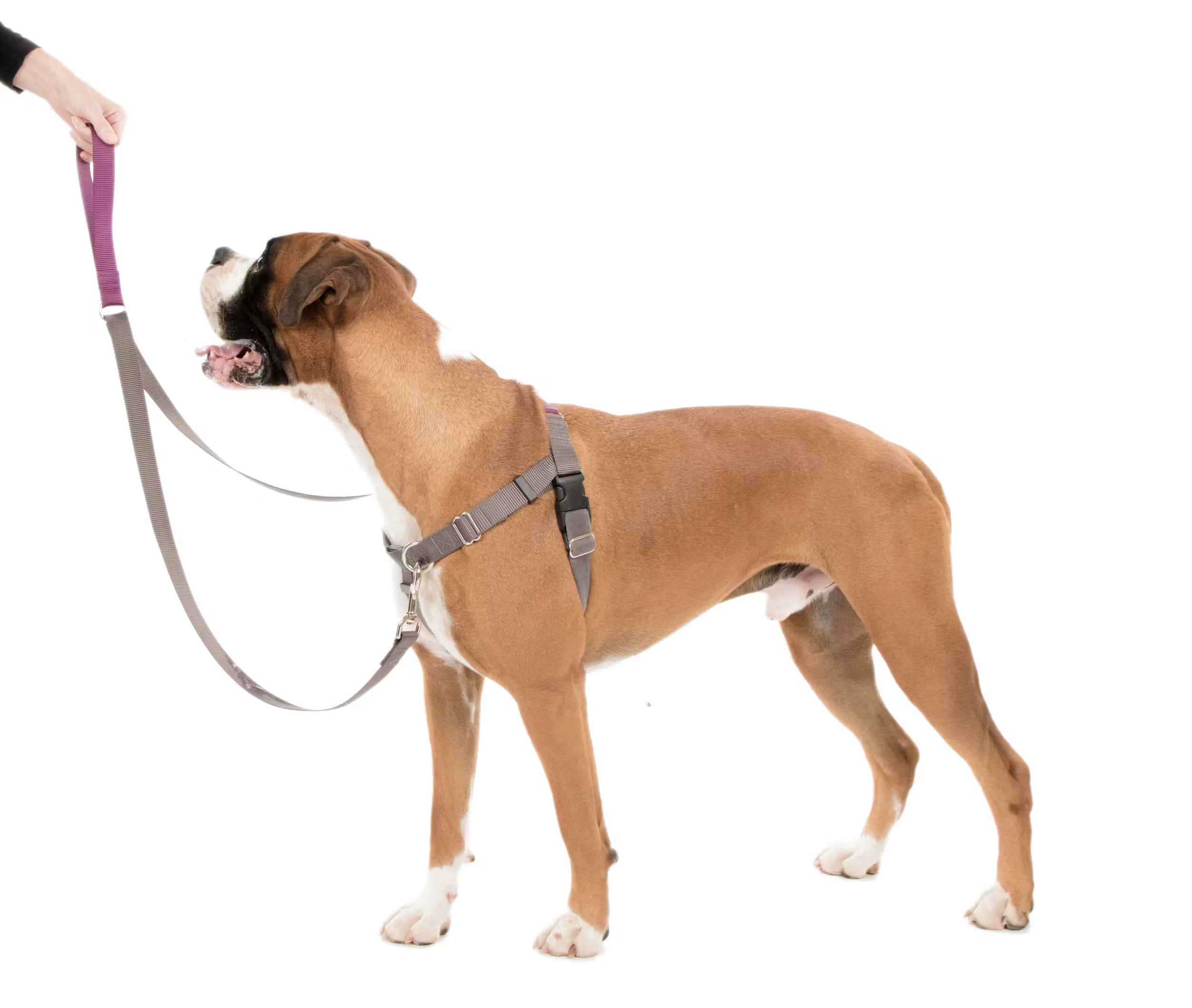 Dog Leashes
