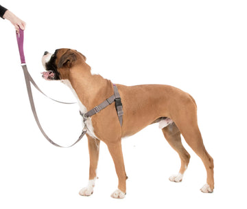 Dog Leashes
