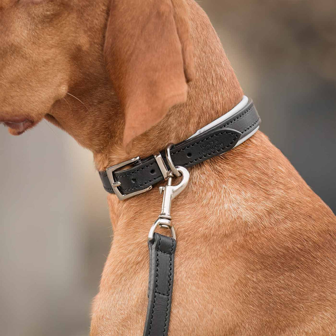 Dog Collars
