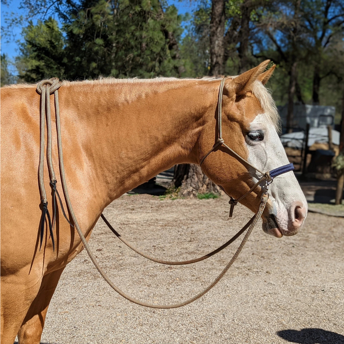 Splits Reins