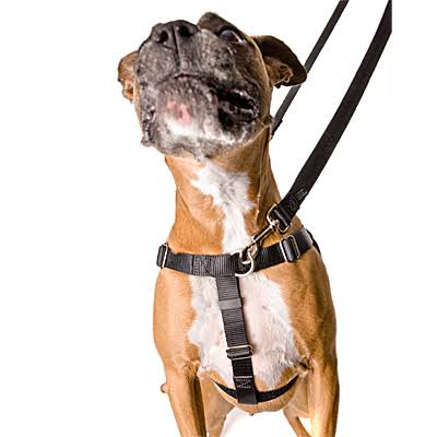 Dog Leashes