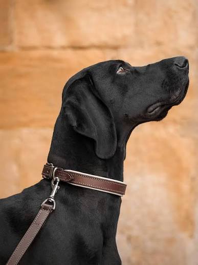 Dog Collars